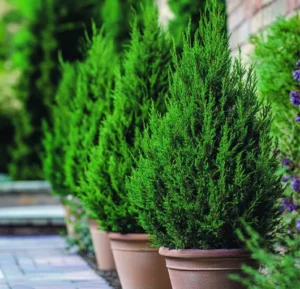 beautiful-windbreak-hedges-for-wind-blocking