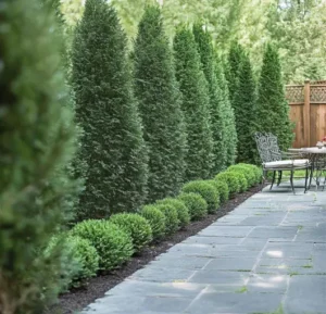 juniper-tree-windbreak-hedges-for-wind-blocking