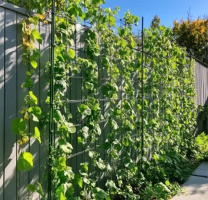 low-maintenance-rellis-with-climbing-vines-for-wind-blocking