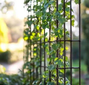 metal-trellis-with-climbing-vines-for-wind-blocking