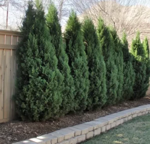 natural-windbreak-hedges-for-wind-blocking